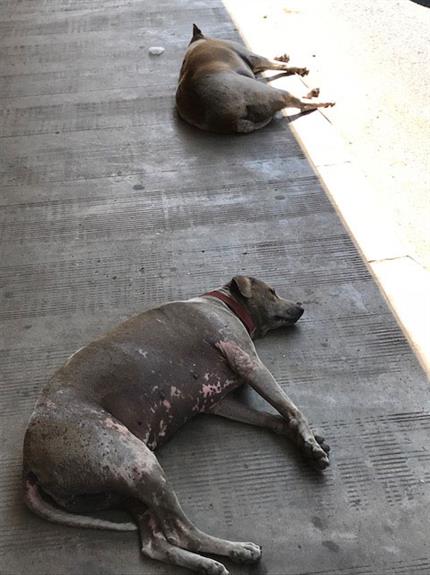 SEAM Foundation Other December 2017 Pictures